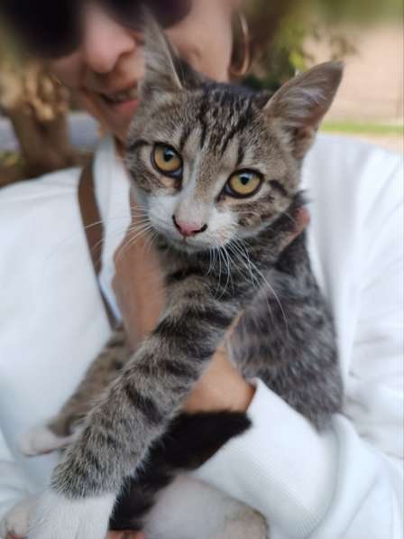 Ищут дом трое котят