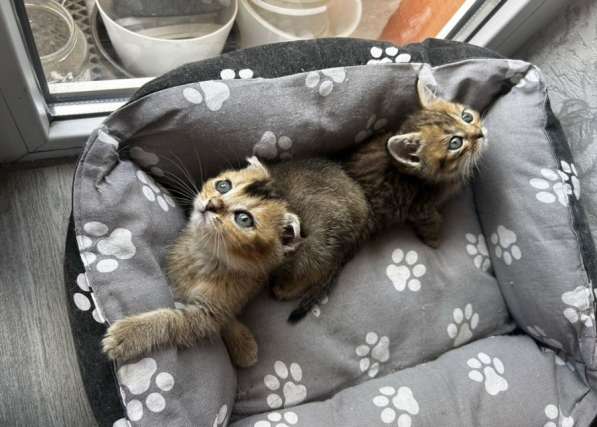 Шотландские котята в Ставрополе фото 8