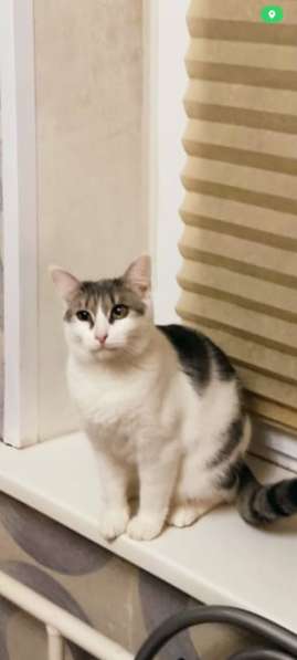 Кошечка Фрося в добрые руки в Москве фото 4