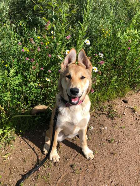 Щенок в добрые руки