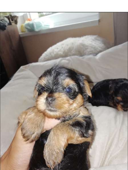 Чистокровные щенки Йоркширского Терьера в фото 18