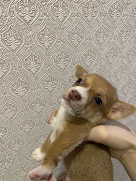 Щенки маленькой породы в Спасске-Дальнем