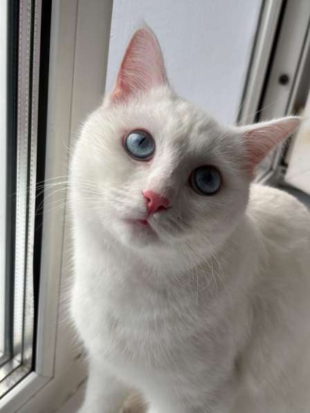 СРОЧНО ищу добрые руки для белоснежного котика