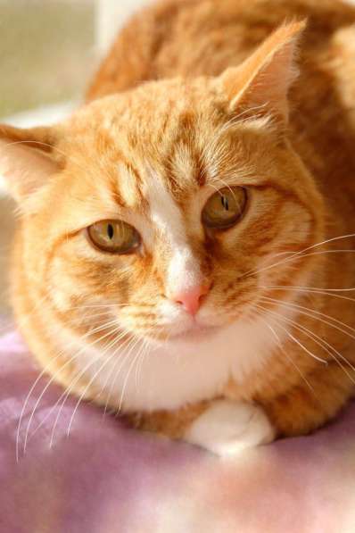 Солнечная кошечка Шани ищет дом в Москве фото 6