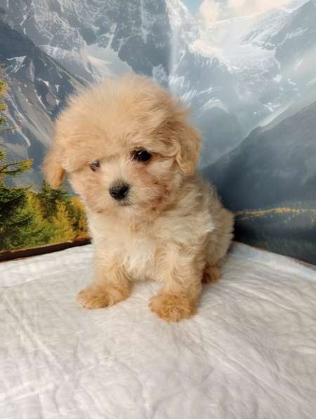 Maltipoo. Boy в фото 4