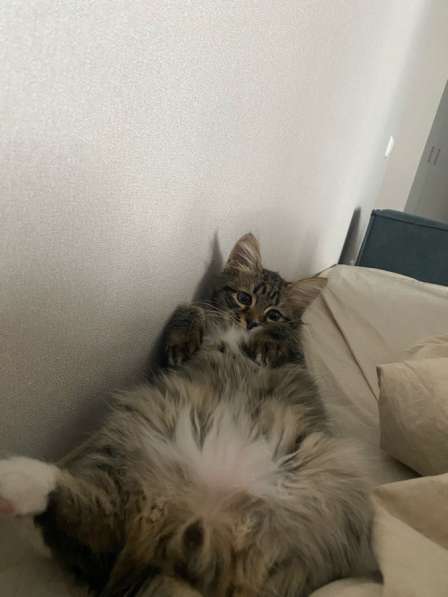 Отдам котика в добрые ручки в Набережных Челнах фото 6