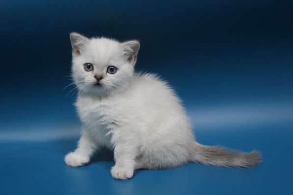 Scottish straight kitten в Геленджике фото 3