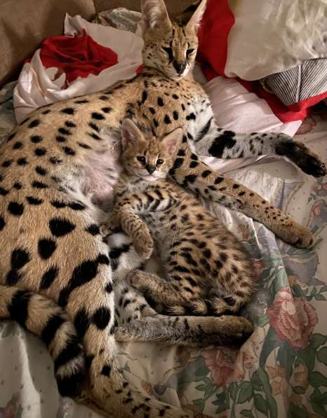 Саванна Ф в Москве фото 3