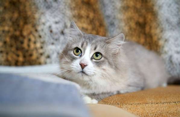 Красивая кошечка ищет семью