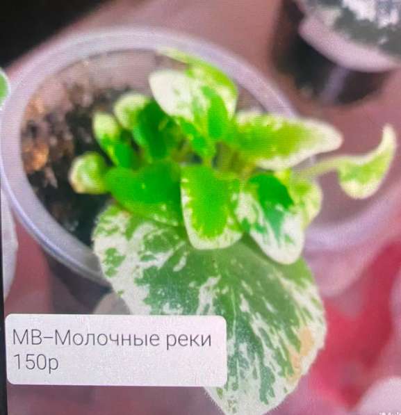 Сортовые фиалки в Майкопе фото 3