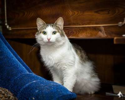 Отдам даром Ласковая Мила ищет семью в Санкт-Петербурге