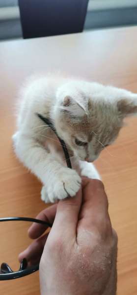 Персикового котенка отдадим в добрые заботливые руки в фото 7