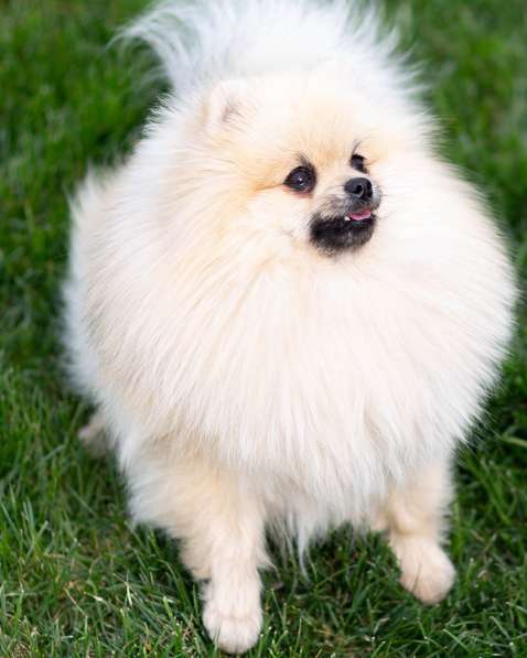 Померанский шпиц в фото 5