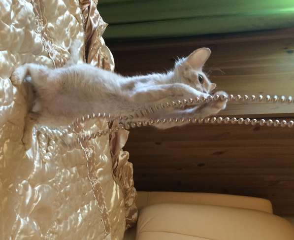 Эксклюзивная порода Розовый Фламинго) Неаллерген в Москве