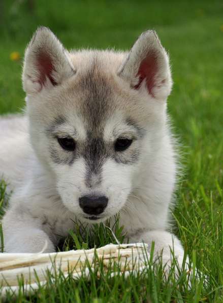 Две высокопородные девочки Хаски от Чемпионов! в Тюмени фото 12