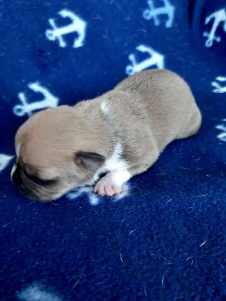 Милые мальчики и девочки Амстаффа резерв ркф в Москве фото 34