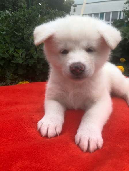 AKITA INU в фото 14