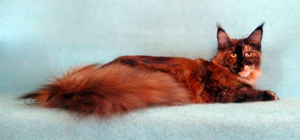 Апельсинки к Новому Году в Рязани фото 119