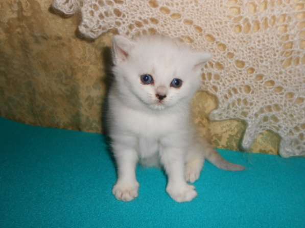 Продаётся британский котенок серебристой шиншиллы в Москве фото 9