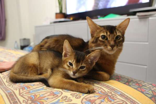 Абиссинские котята, мурчащие львята в Санкт-Петербурге