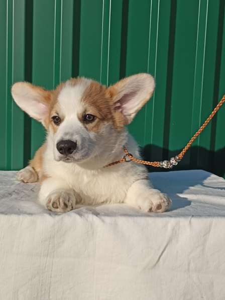 Welsh corgi