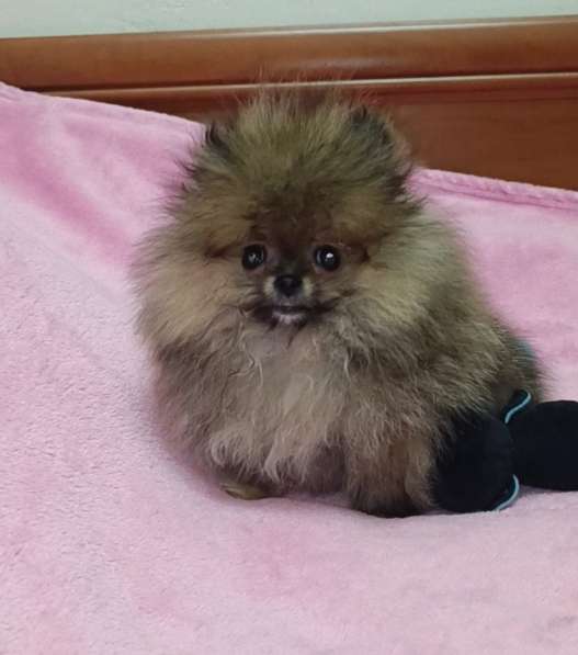 Pomeranian spitz. Micro mini boy