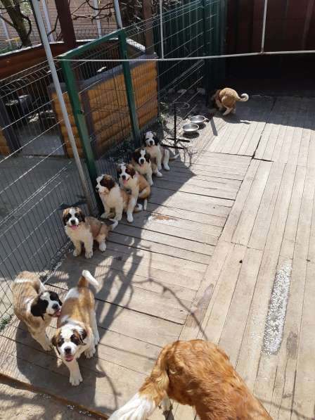 Щенки сенбернара в фото 67