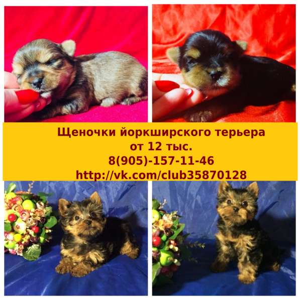 Щенки йоркширского терьера