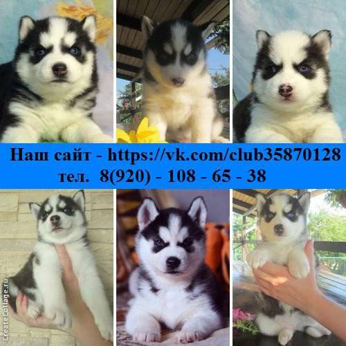 Черно-белые очаровательные щеночки хаски ! в Владимире