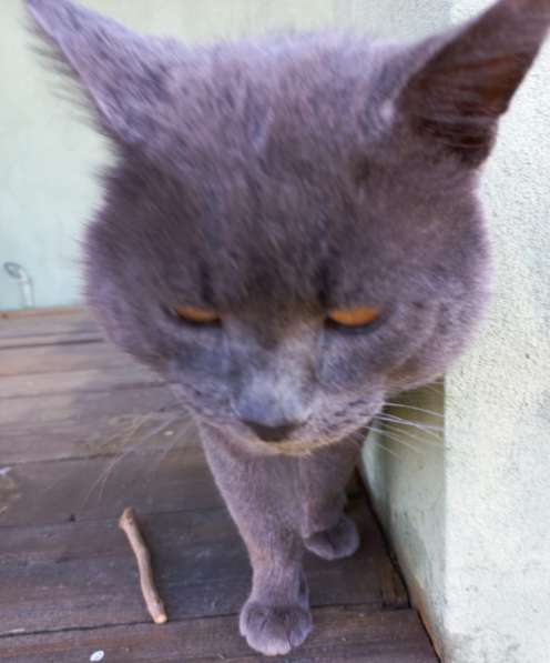 4-летний британский кот даром в Москве фото 13