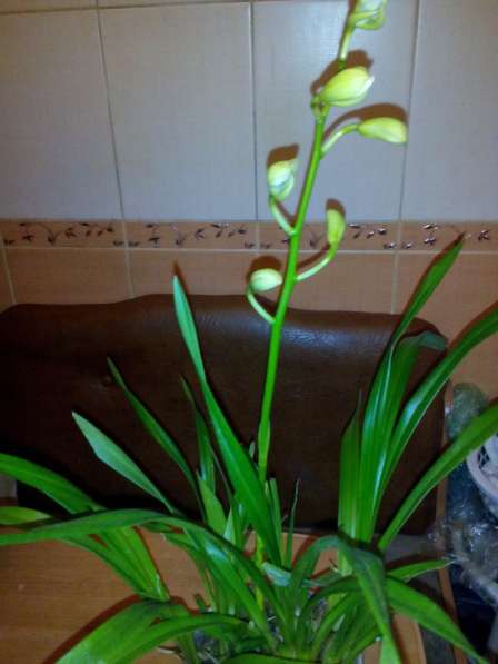 В наличии орхидеи цветущие и не цветущие в фото 18