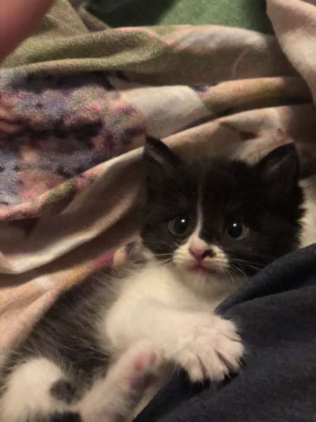 Котик ищет дом) в Санкт-Петербурге