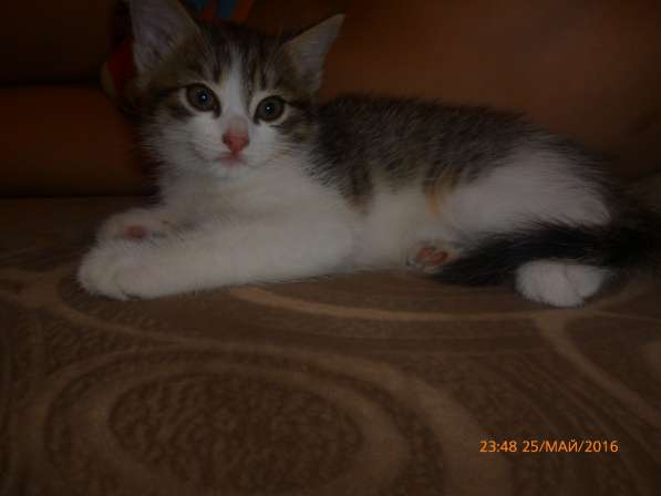 Котята бесплатно в Нижнем Тагиле фото 6