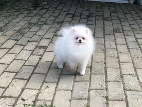 Щенки померанского шпица от Ирлайн-дог в фото 13