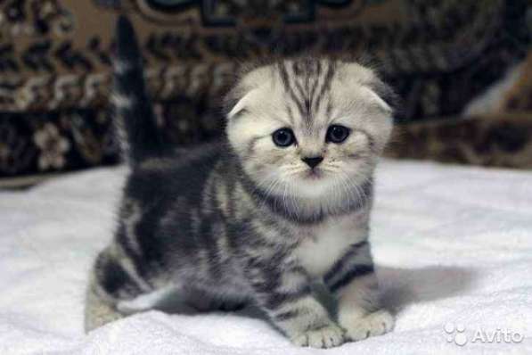 Коты на вязку котята-вислоухие и прямоухие в Костроме