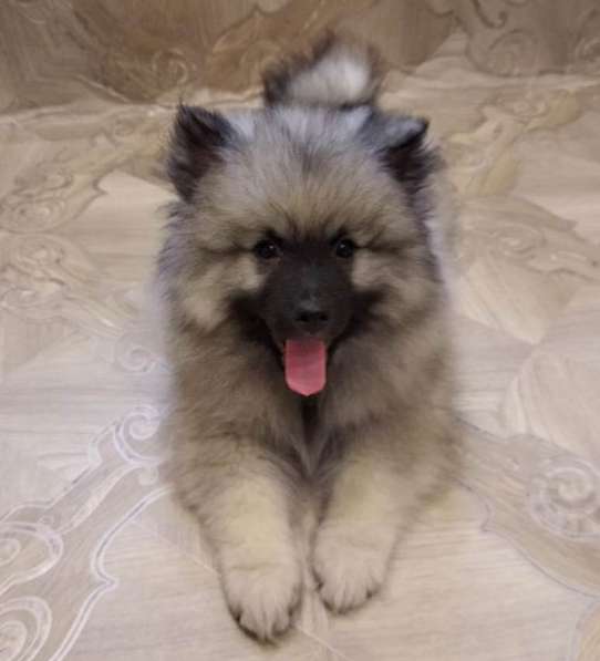 Щенок кеесхонда/вольфшпица в Екатеринбурге фото 5