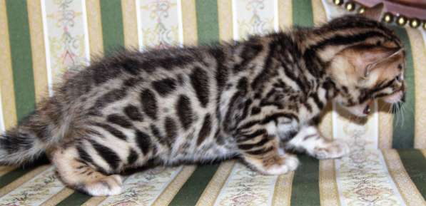 Бенгальский мальчик №3