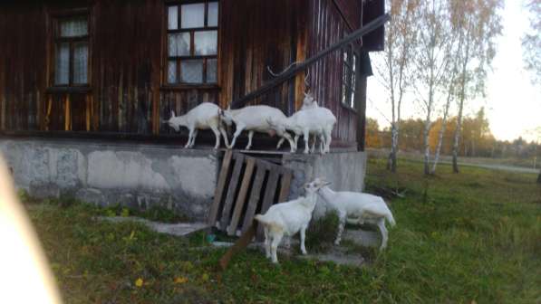 Козочки от молочных коз в Чехове