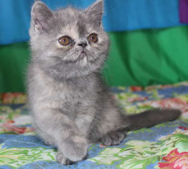 Котенок персидский экзотический. Девочка. Фото, Видео в фото 7