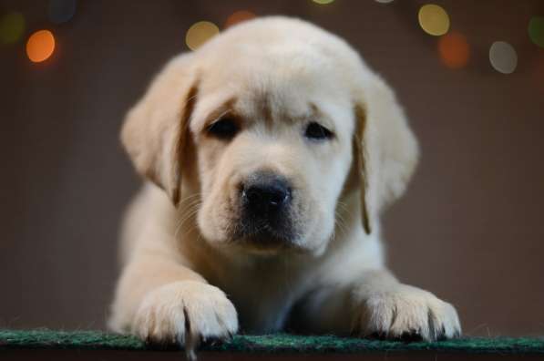 Щенки лабрадора ретривера в фото 15