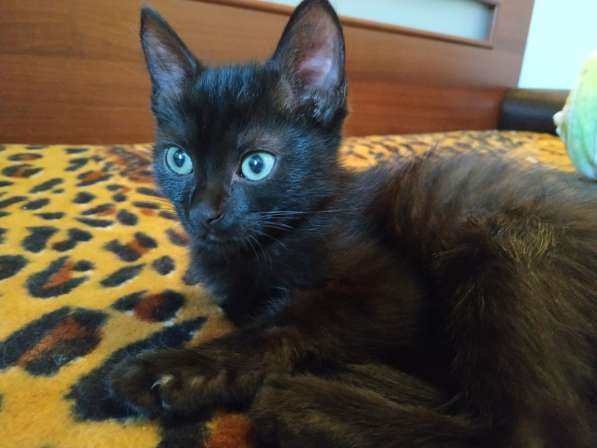 Котенок черный (метис Бомбейской кошки) в фото 12
