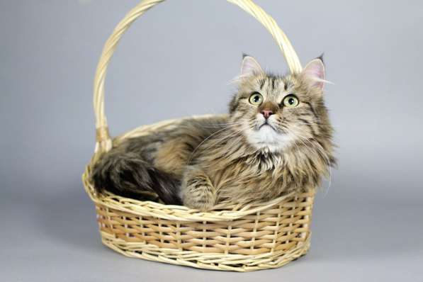 Сибирская красавица Буся окраса табби ищет дом в Москве