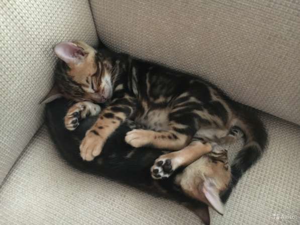 Бенгальский богатырь в Санкт-Петербурге фото 5