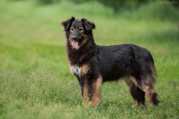 Собака-терапевт Пайпер ищет семью в Москве фото 15