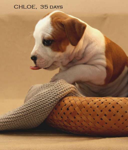 Щенки амстаффа в Санкт-Петербурге фото 15