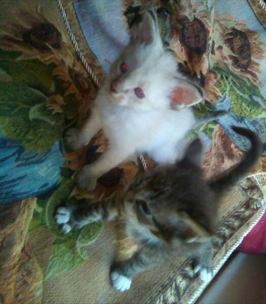 Элитный кудрявый котенок Герман-Рекс мальчик в Санкт-Петербурге фото 38