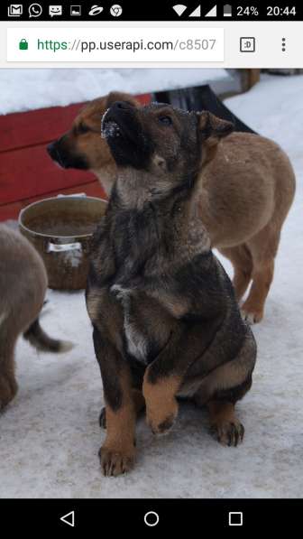 Я щенок и ищу дом! в Воскресенске фото 7