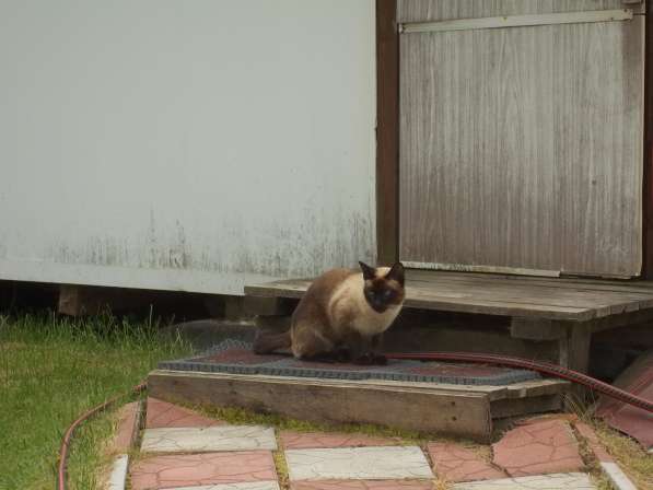 Отдам в хорошие руки кота в Москве