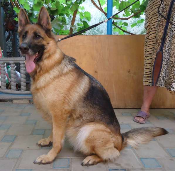 Щенок немецкой овчарки в Краснодаре фото 15