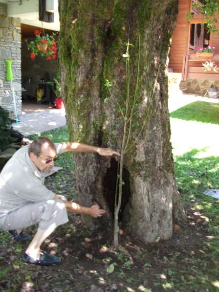 Укрепление Деревьев Каблинг Брейсинг Лечение дупел в Сочи фото 6
